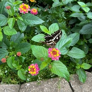 Closet is closing soon…